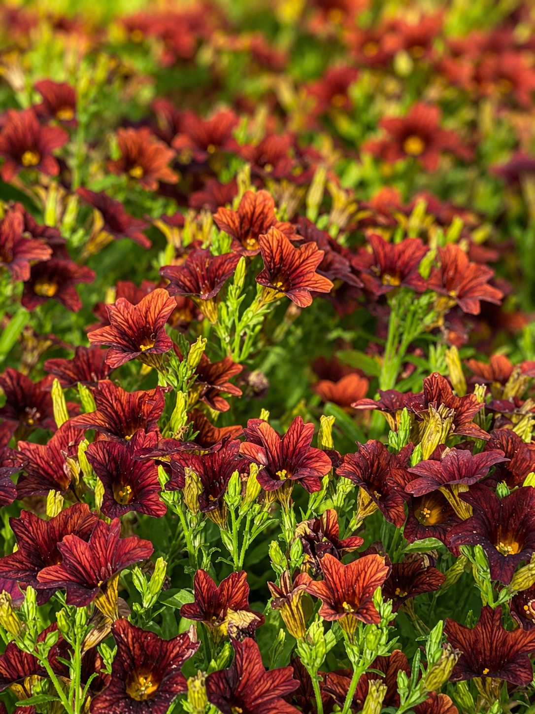 Salpiglossis sinuata Café au Lait F1 | Velvet Trumpet Flower | Pelleted therapyofflowers.com