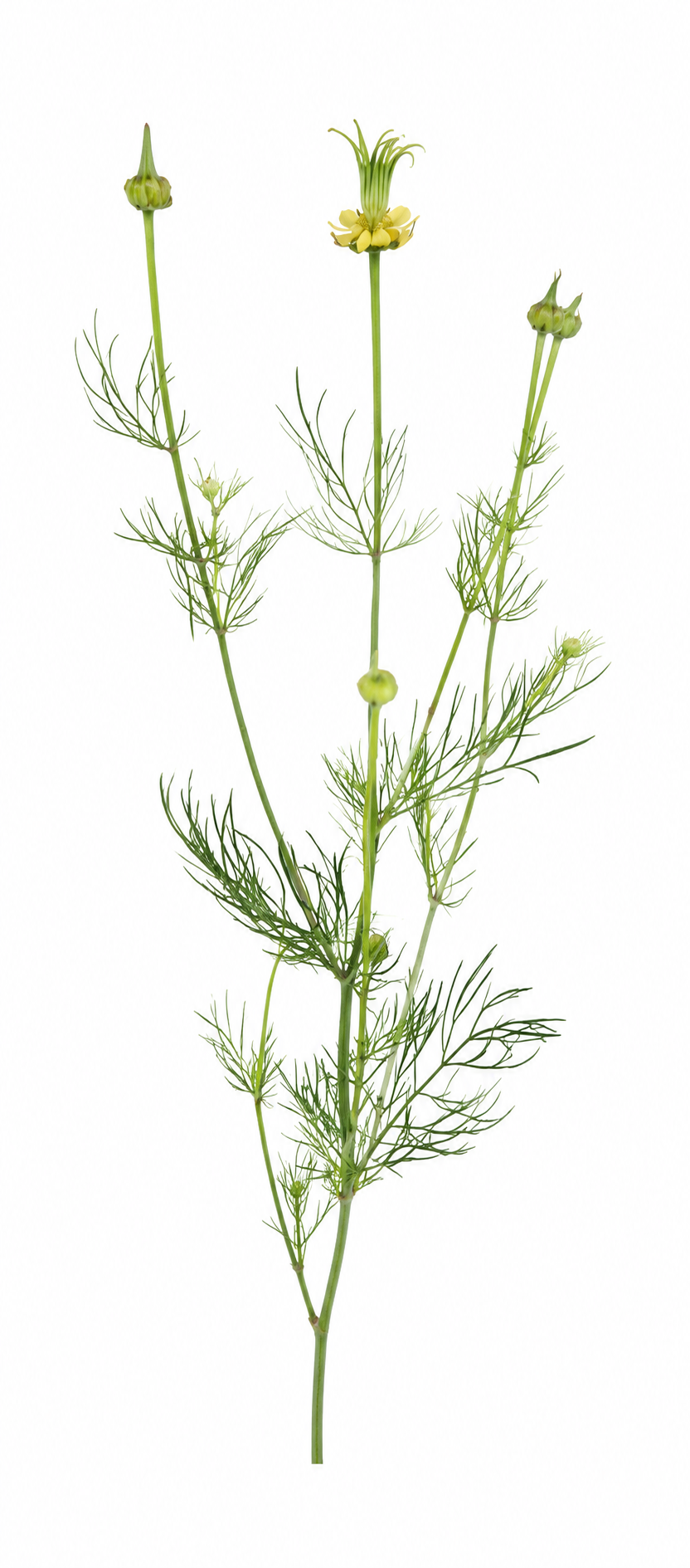 Nigella orientalis Transformer | Love-in-a-Mist | 3 gram therapyofflowers.com
