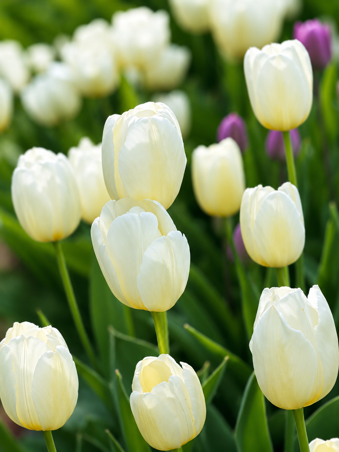 Tulip Maureen | Late Simple Tulip therapyofflowers.com