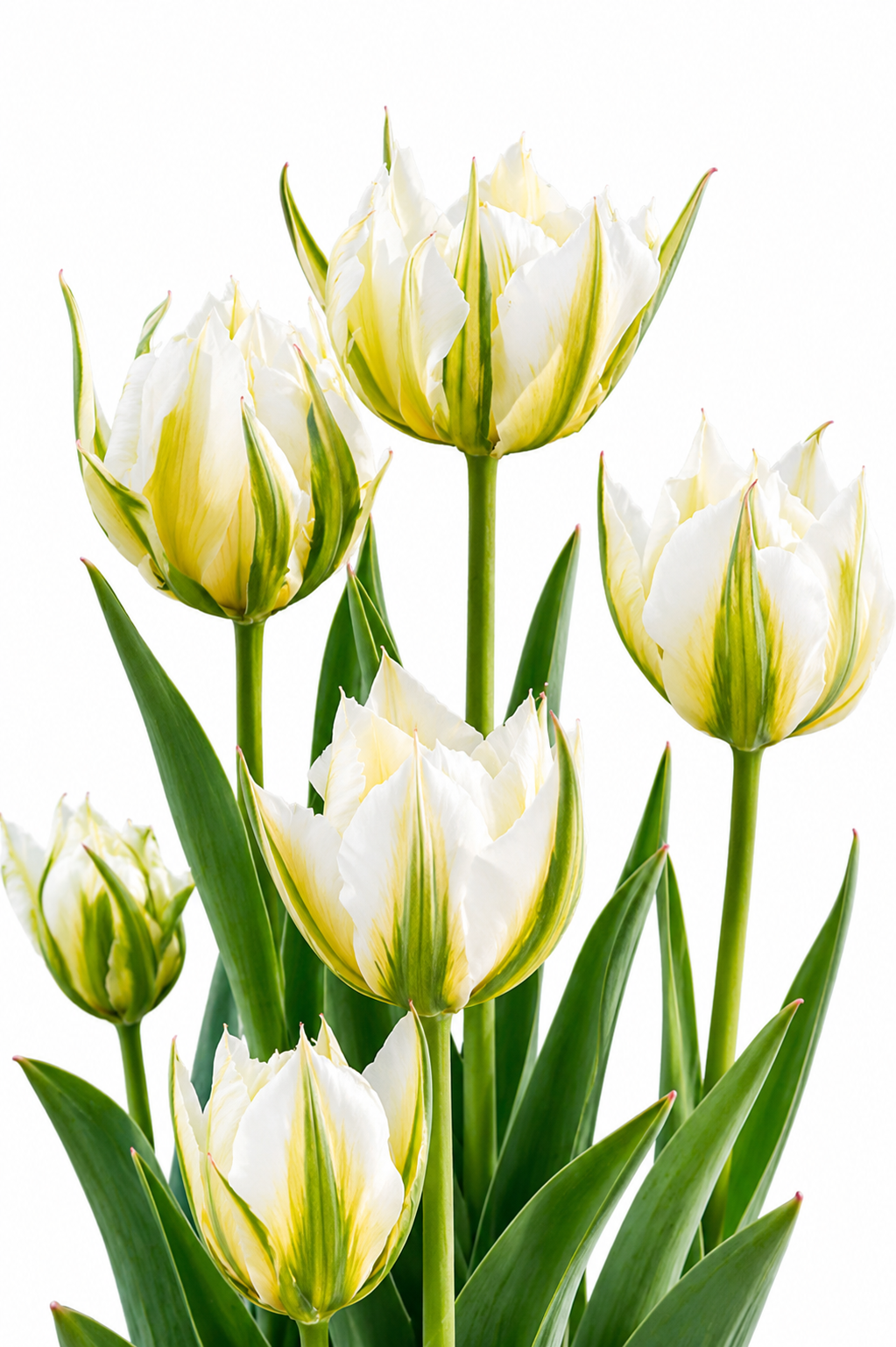 Tulip Sweet Valley | Mid Spring Fosteriana Tulip therapyofflowers.com