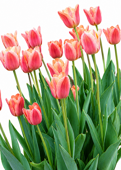 Tulip Apricot Foxx | Mid Spring Triumph Tulip therapyofflowers.com