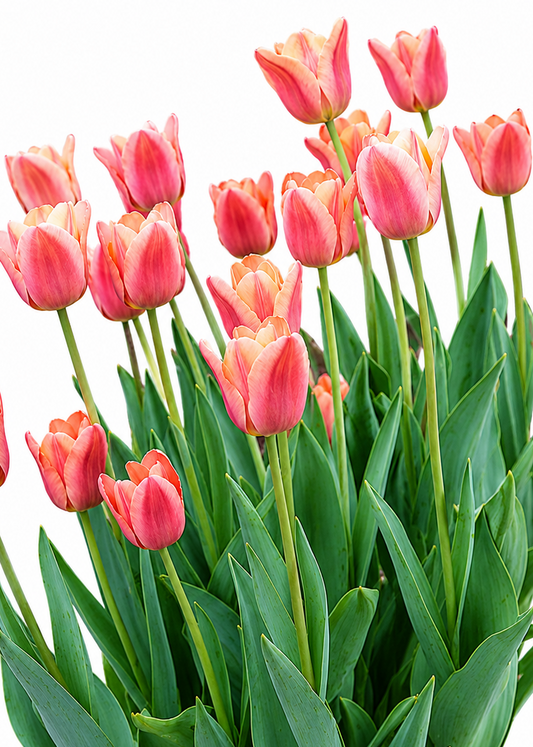 Tulip Apricot Foxx | Mid Spring Triumph Tulip therapyofflowers.com