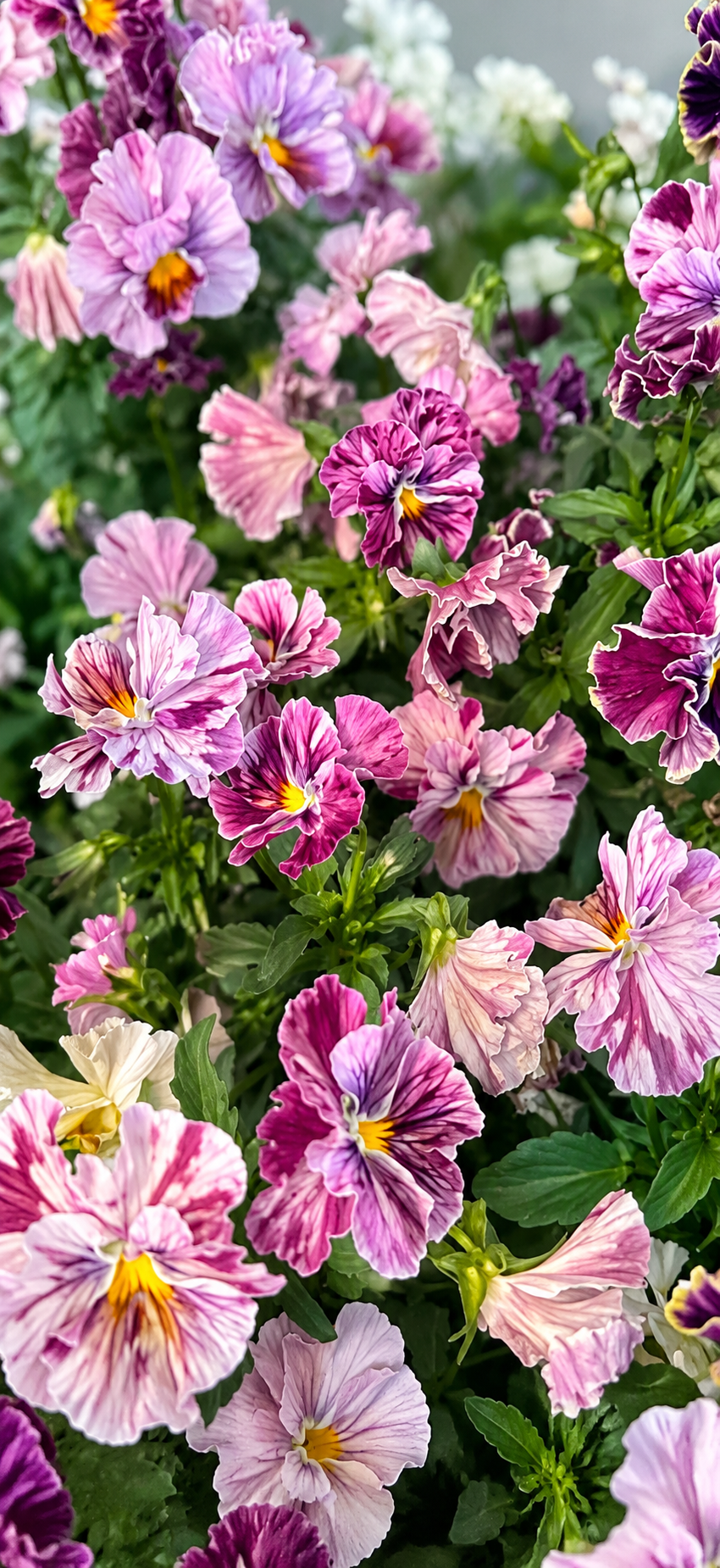Viola x wittrockiana Chianti mixed F1 | Pansy therapyofflowers.com
