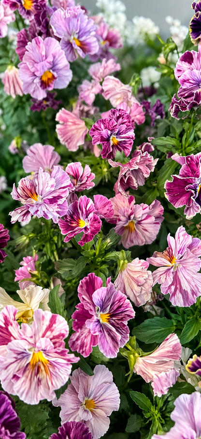 Viola x wittrockiana Chianti mixed F1 | Pansy therapyofflowers.com