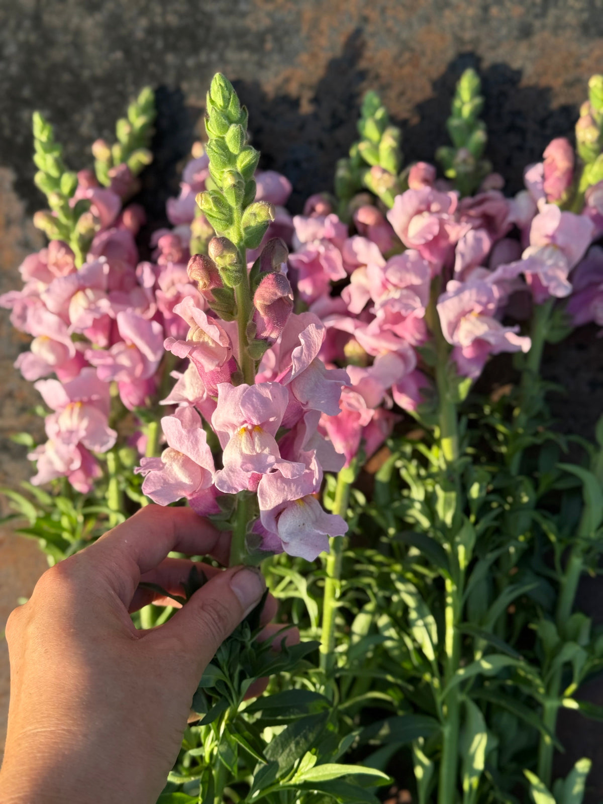 Snapdragon Potomac Lavender | Group 3,4 therapyofflowers.com