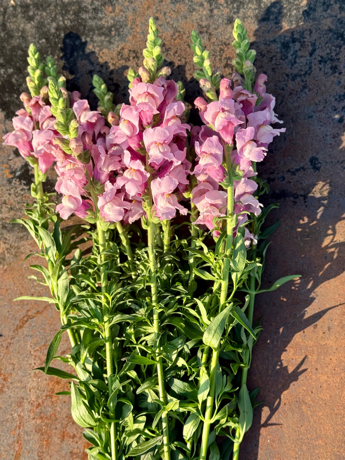 Snapdragon Potomac Lavender | Group 3,4 therapyofflowers.com