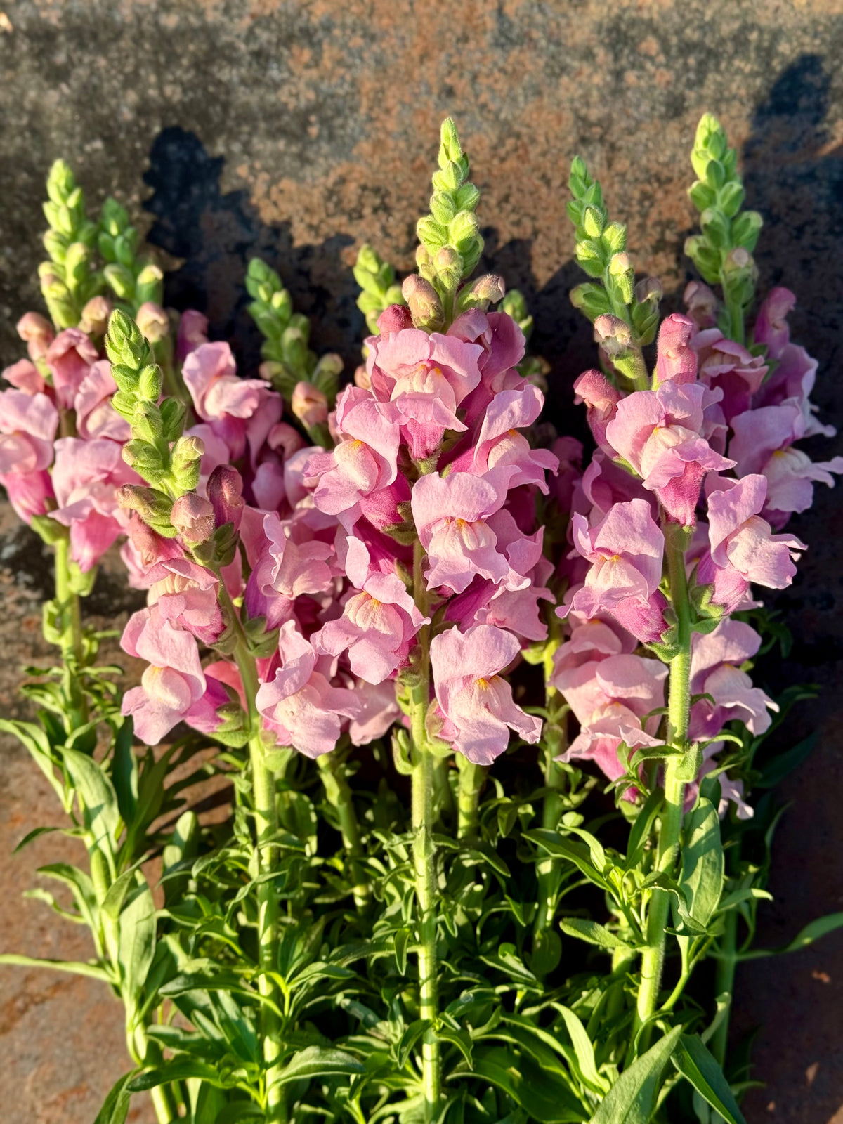 Snapdragon Potomac Lavender | Group 3,4 therapyofflowers.com