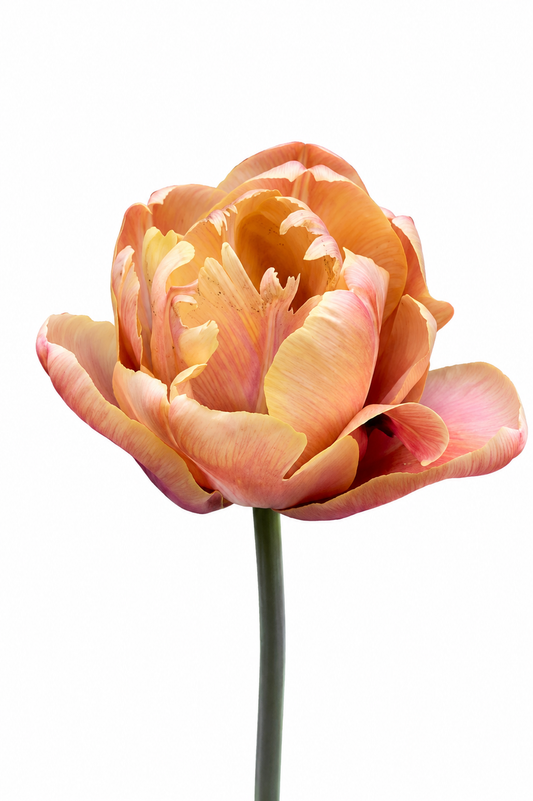 Tulip La Belle Epoque | Luxury Double Early Tulip therapyofflowers.com