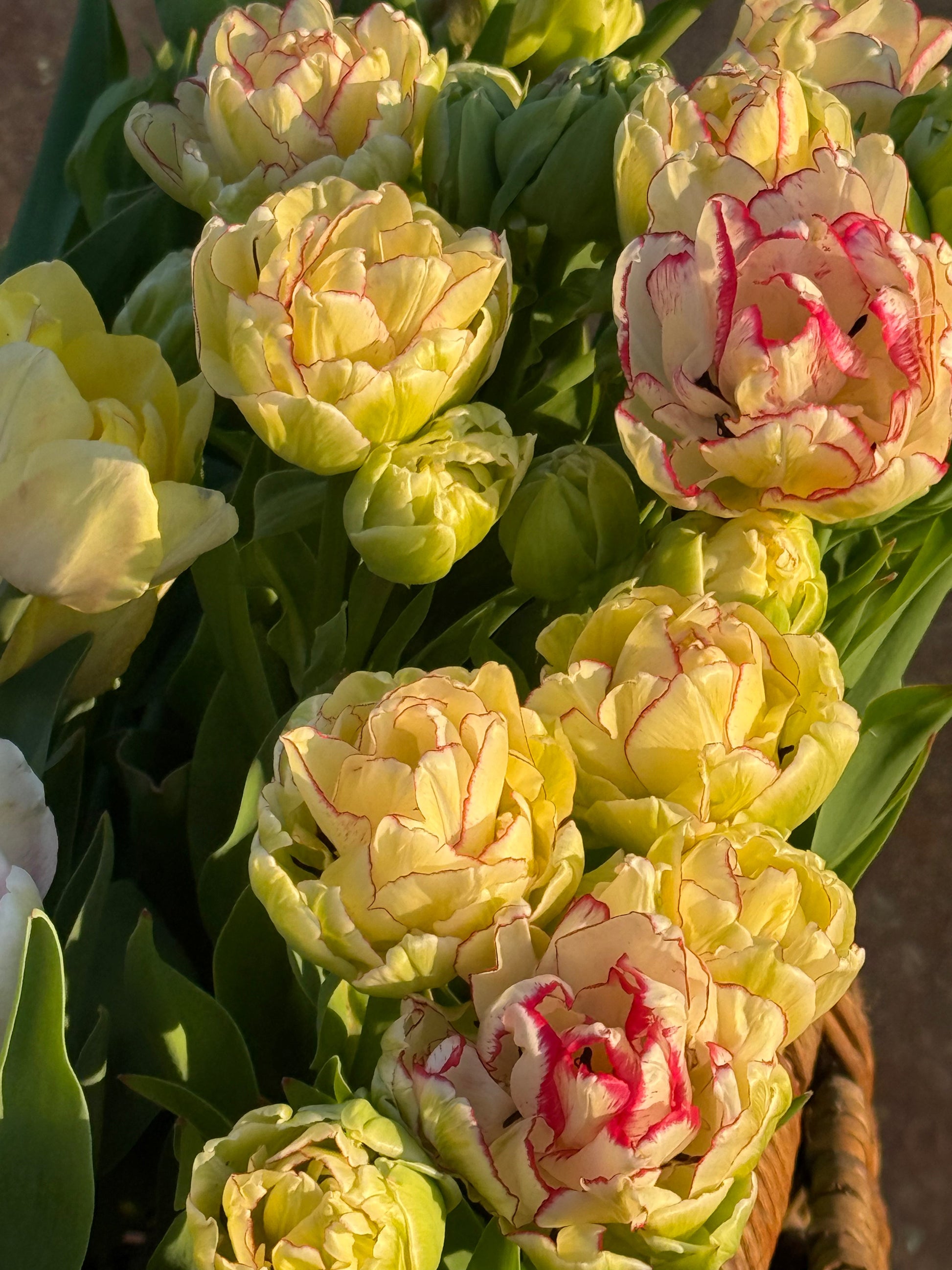 Tulip Belicia | Double Early Tulip therapyofflowers.com