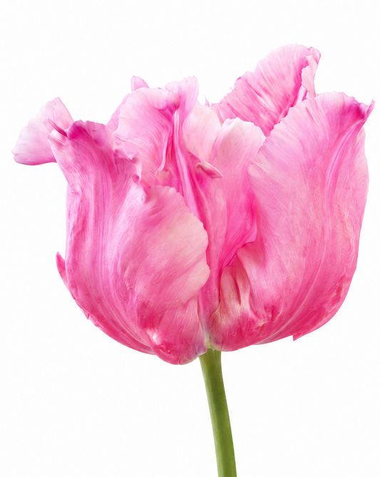Tulip Flamingo Queen | Parrot tulip therapyofflowers.com