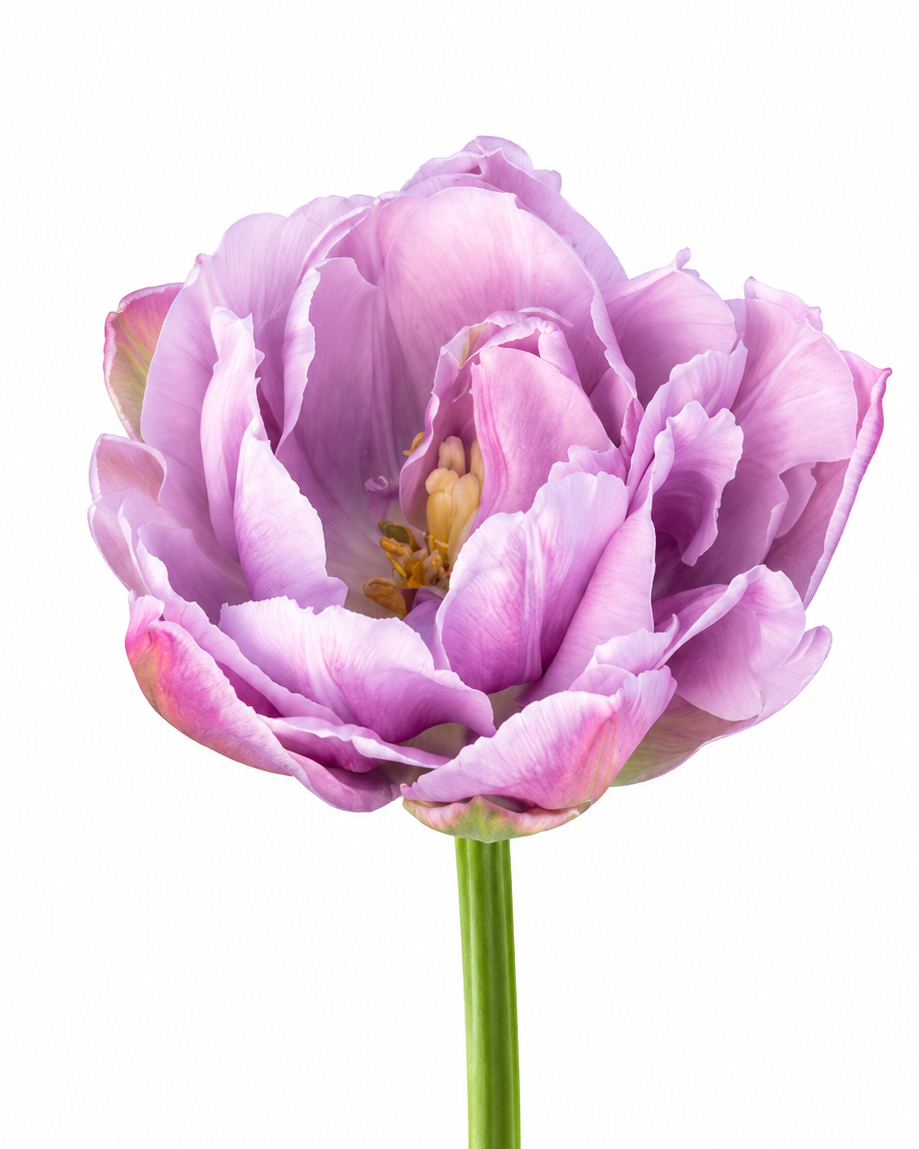 Tulip Katinka | Double Late Tulip therapyofflowers.com