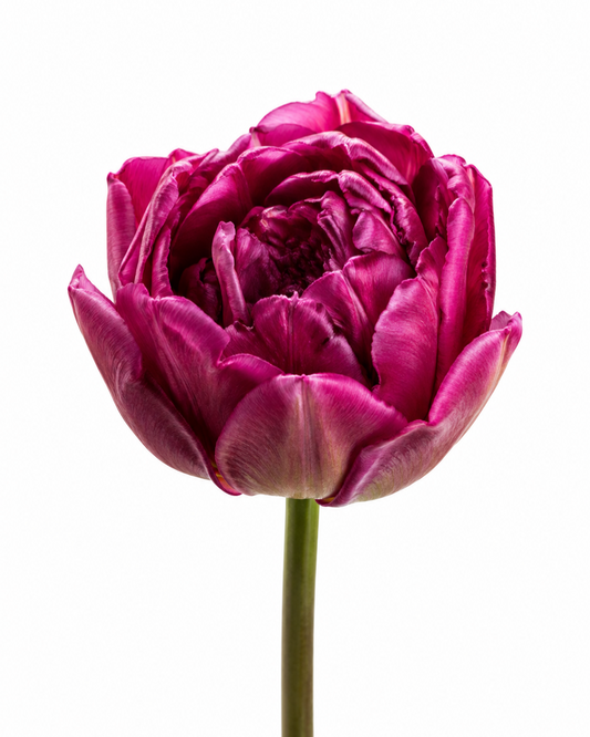 Tulip Blue Diamond | Double Late Tulip therapyofflowers.com