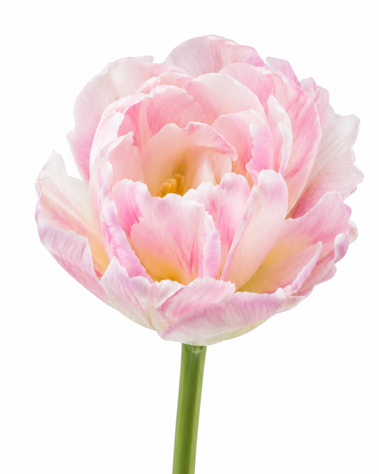 Tulip Angelique | Double Late Tulip therapyofflowers.com