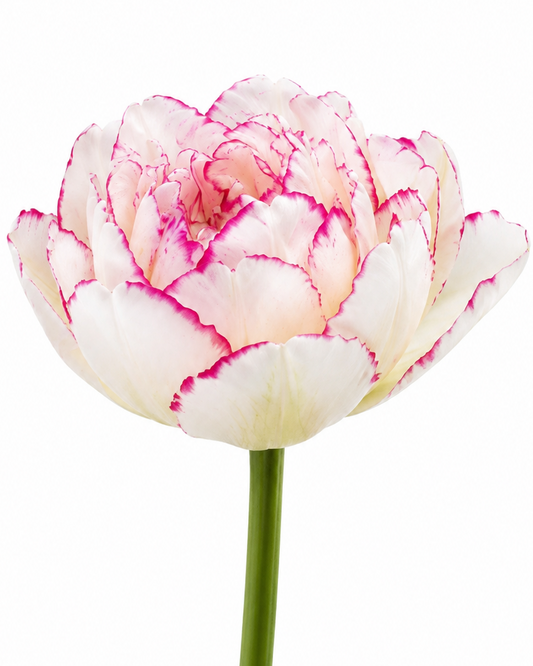 Tulip Belicia | Double Early Tulip therapyofflowers.com