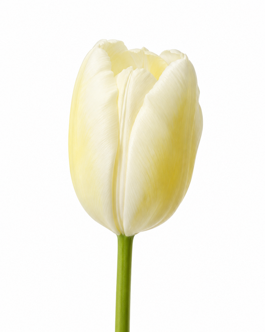 Tulip Ivory Floradale Bulbs | Darwin Hybrid Tulip | Long Stems therapyofflowers.com