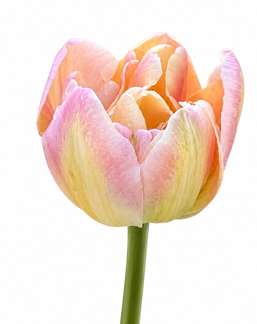 Tulip Creme Upstar | Fragrant Double Late Tulip therapyofflowers.com