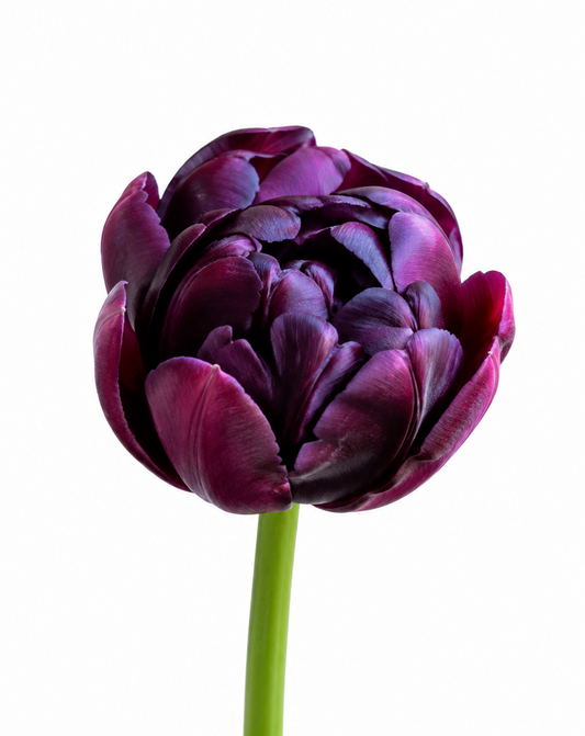 Tulip Black Hero | Late Double Tulip therapyofflowers.com
