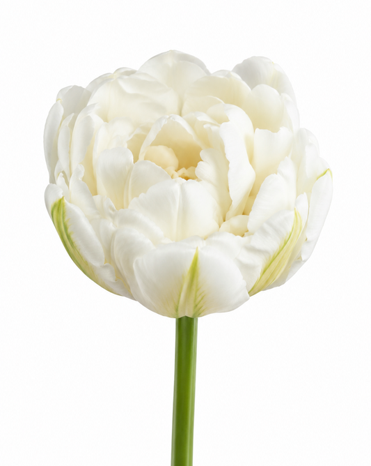 Tulip Mount Tacoma | Double Late Tulip therapyofflowers.com
