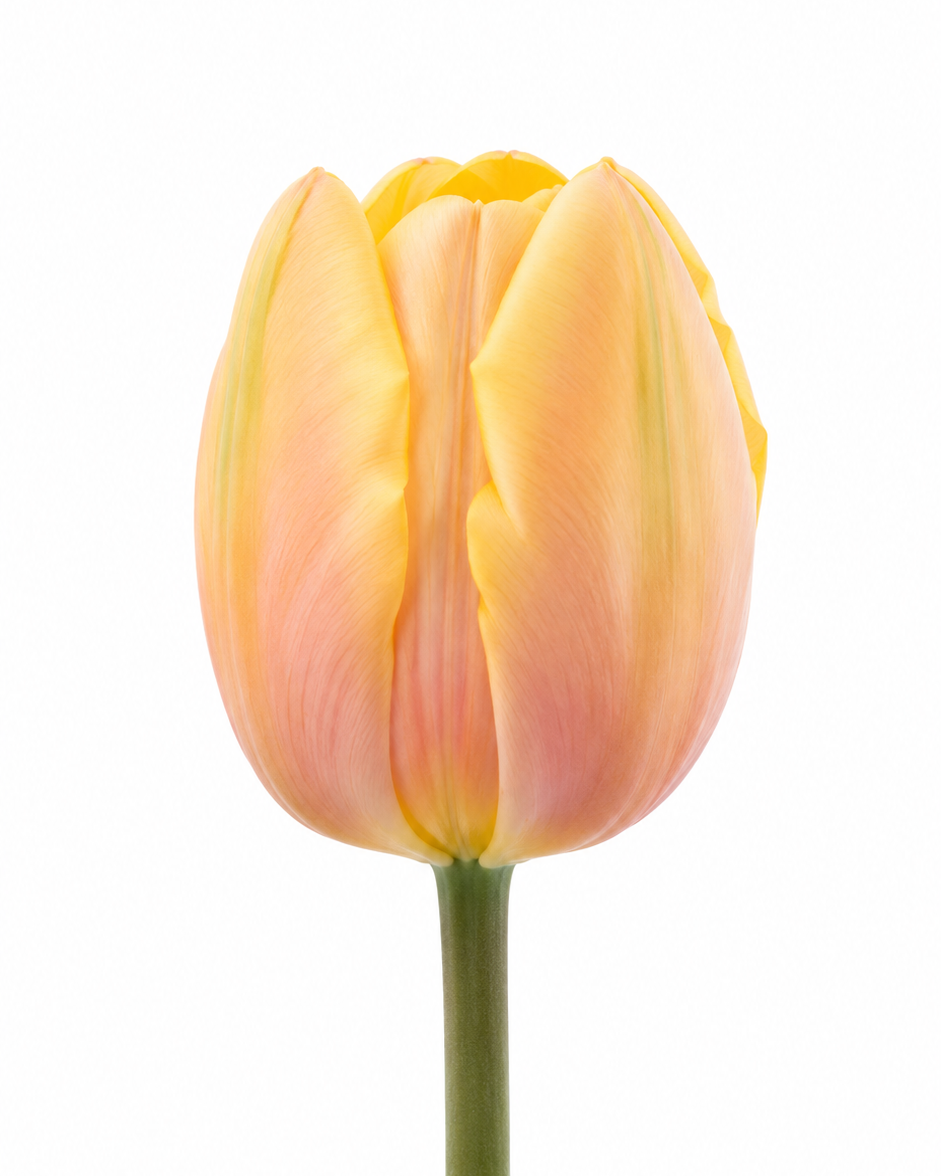 Tulip Mango Charm® | Mid Spring Triumph Tulip therapyofflowers.com