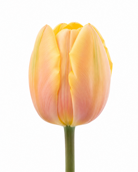 Tulip Mango Charm® | Mid Spring Triumph Tulip therapyofflowers.com