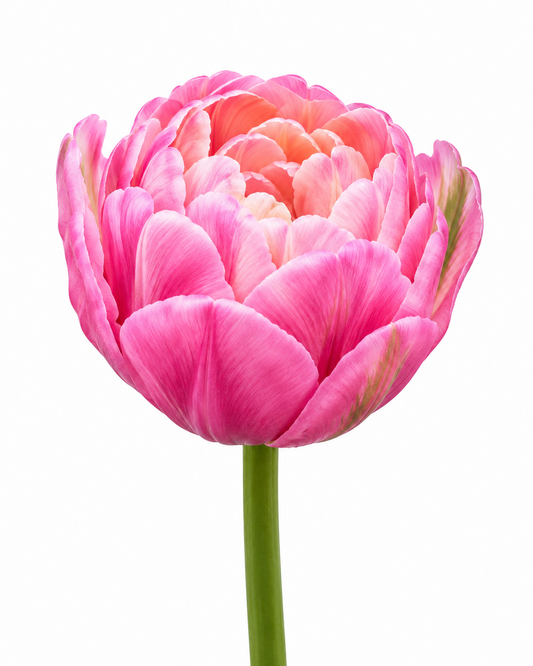 Tulip Amazing Grace | Double Early Peony Tulip therapyofflowers.com