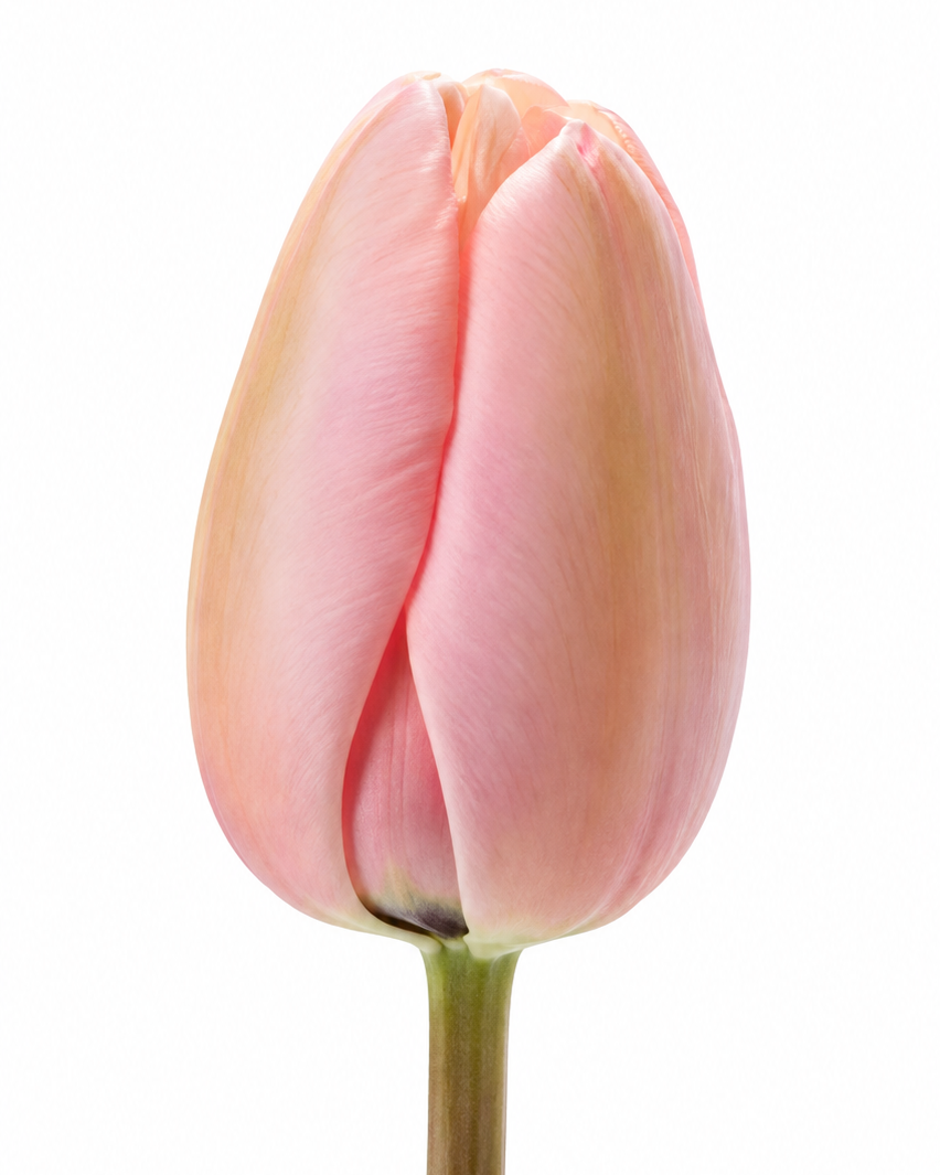 Darwin Hybrid Tulip Salmon Impression therapyofflowers.com