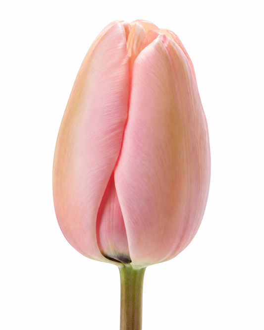 Darwin Hybrid Tulip Salmon Impression therapyofflowers.com