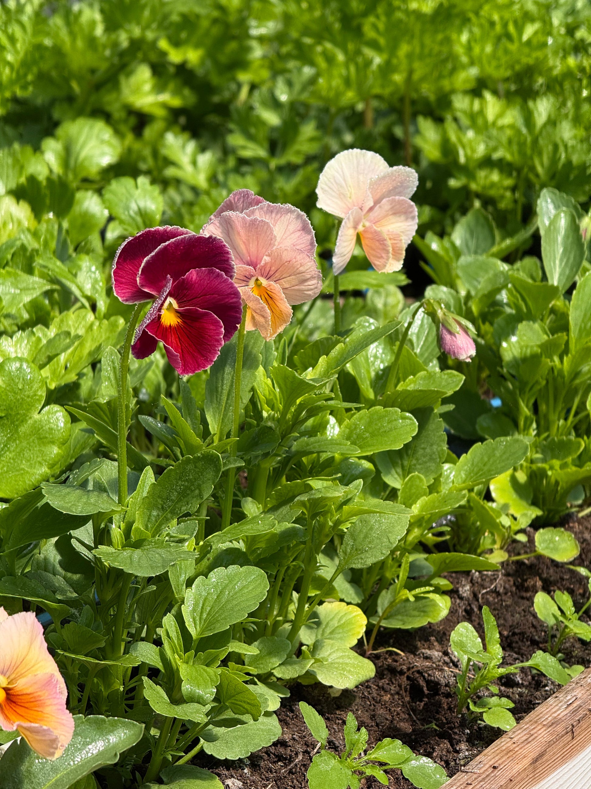 Viola x wittrockiana Imperial™ Antique Shades F1 | Pansy therapyofflowers.com