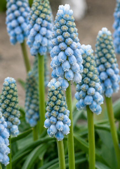 Muscari armeniacum Peppermint therapyofflowers.com