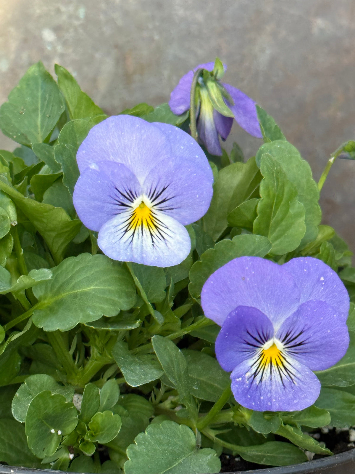 Viola cornuta Sorbet® XP YTT Babyface F1 | Horned Pansy therapyofflowers.com