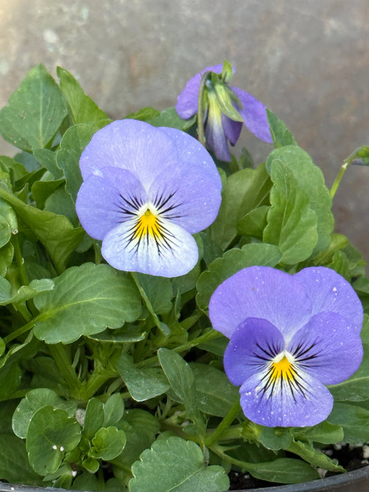 Viola cornuta Sorbet® XP YTT Babyface F1 | Horned Pansy therapyofflowers.com