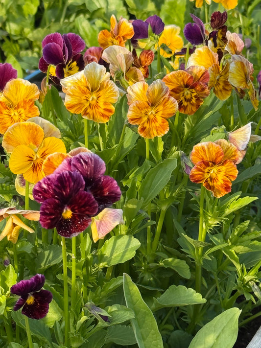 Viola cornuta Brush Strokes | Horned Pansy | Historic Striped Violas therapyofflowers.com