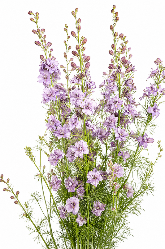 Delphinium consolida Misty Lavander | Larkspur therapyofflowers.com