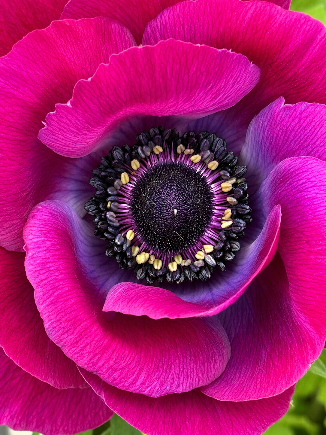 Anemone Mistral Plus® GRAPE | Italian Anemone | Corm size: 4/5 therapyofflowers.com