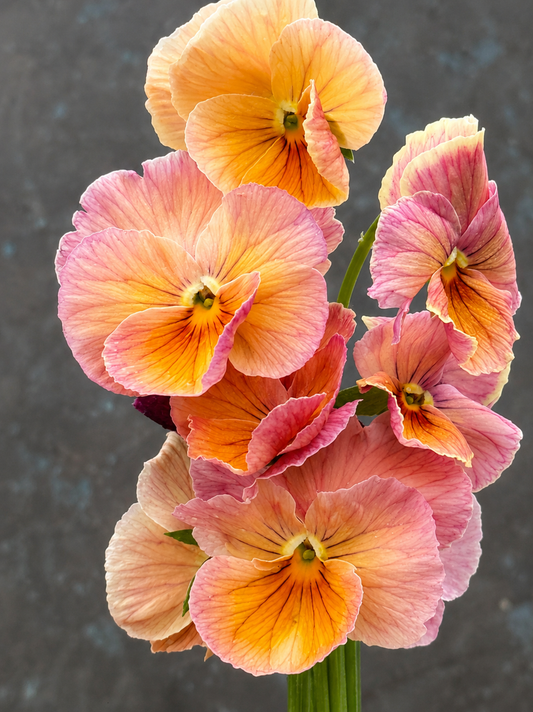 Viola x wittrockiana Imperial™ Antique Shades F1 | Pansy therapyofflowers.com