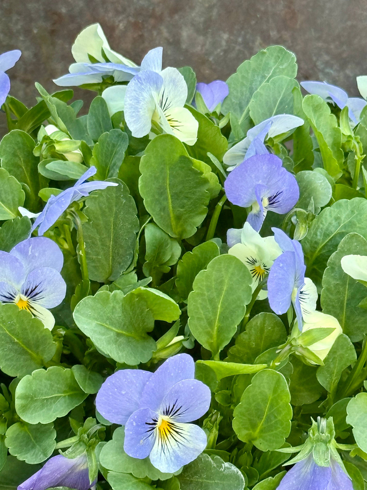 Viola cornuta Sorbet® XP YTT Babyface F1 | Horned Pansy therapyofflowers.com