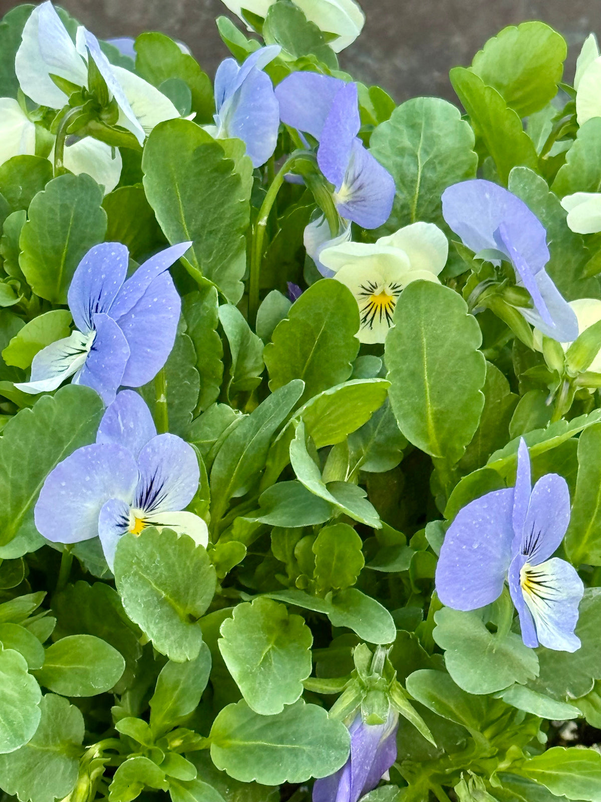 Viola cornuta Sorbet® XP YTT Babyface F1 | Horned Pansy therapyofflowers.com
