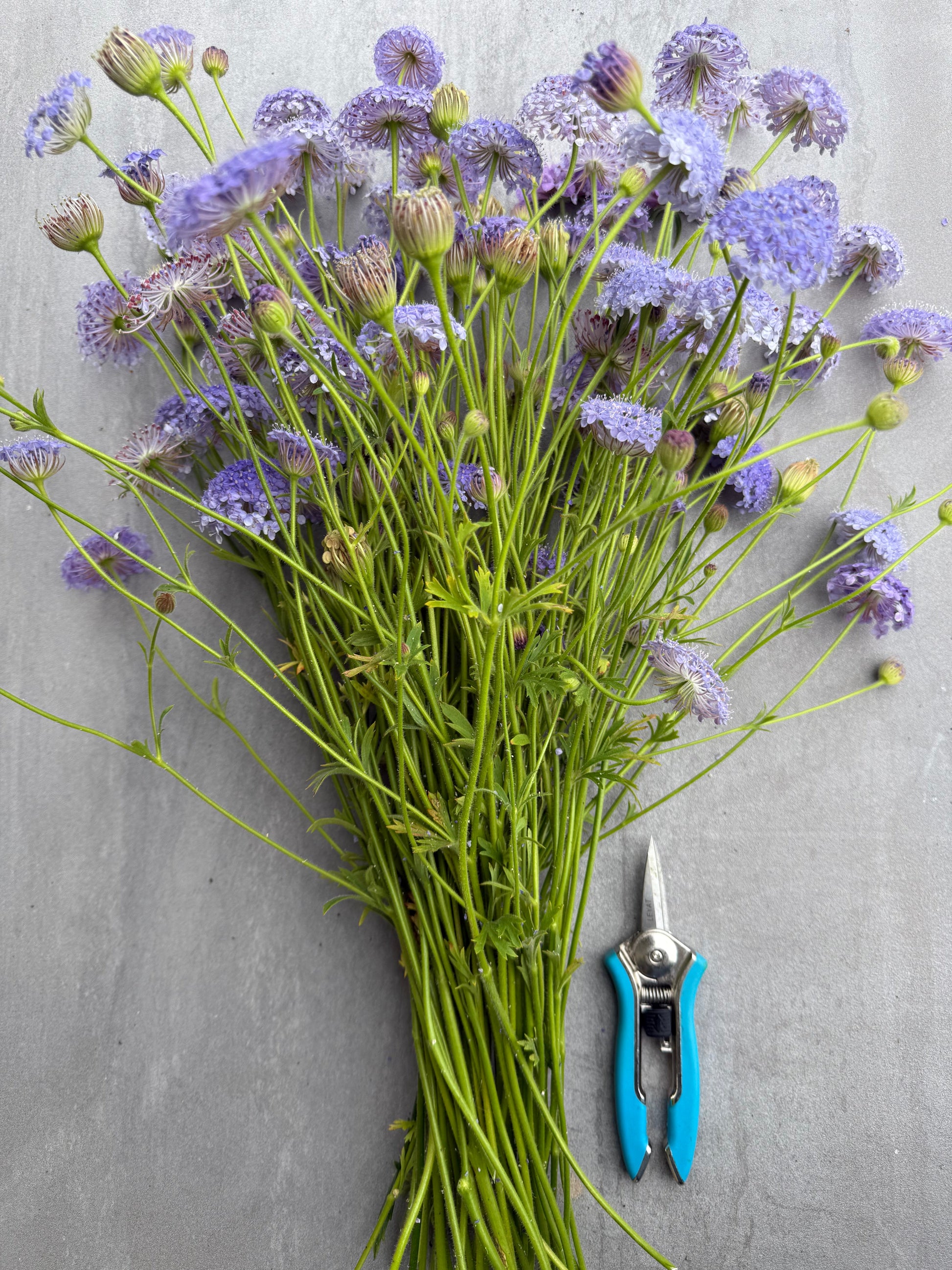 Garden Snips Leyat Happy Line Blue | Stainless Steel Flower Pruning Snips Leyat