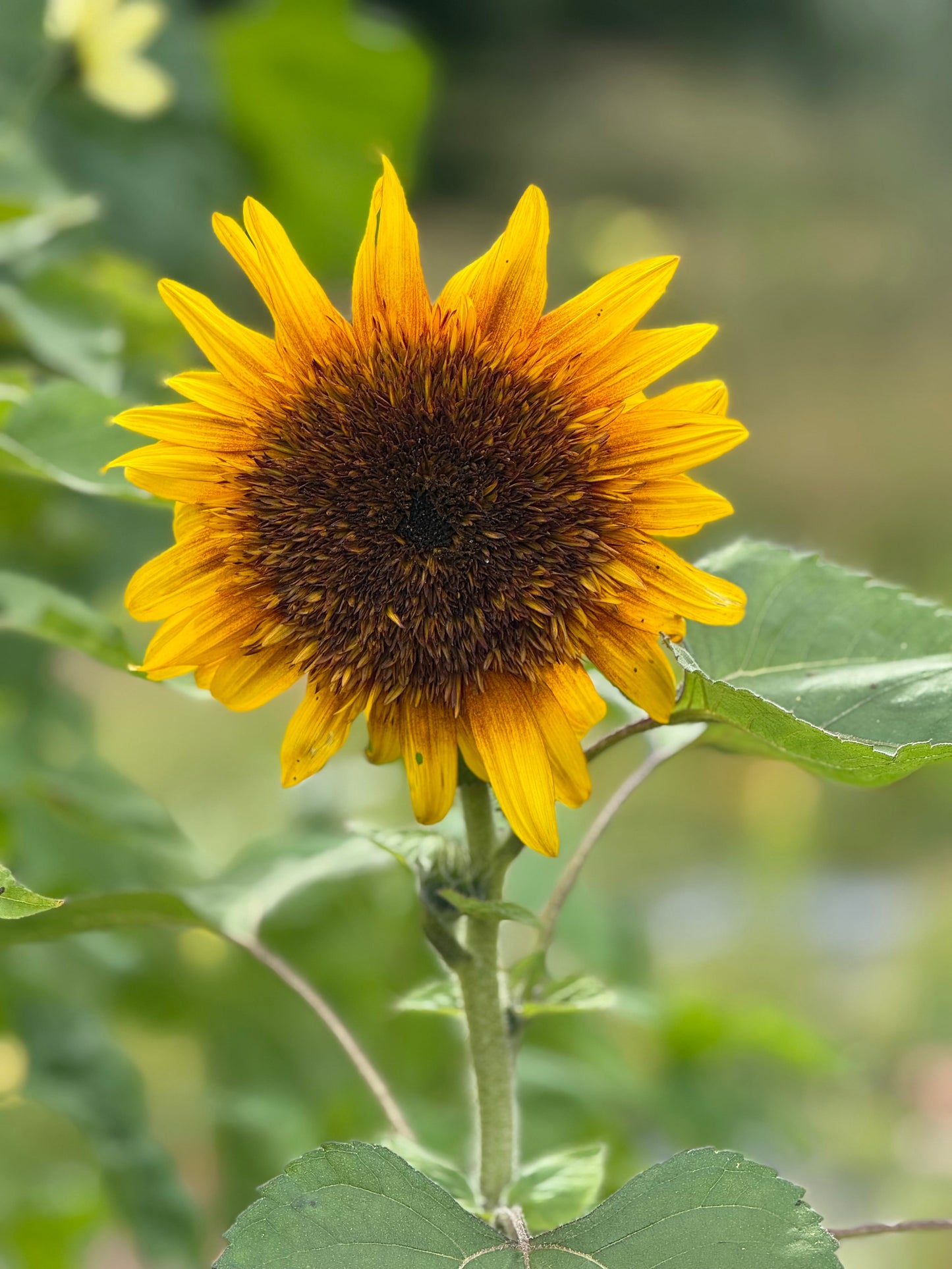 Sunflower Astra Yellow Brown F1 | Helianthus annuus | Multiple blooms on a single stem therapyofflowers.com