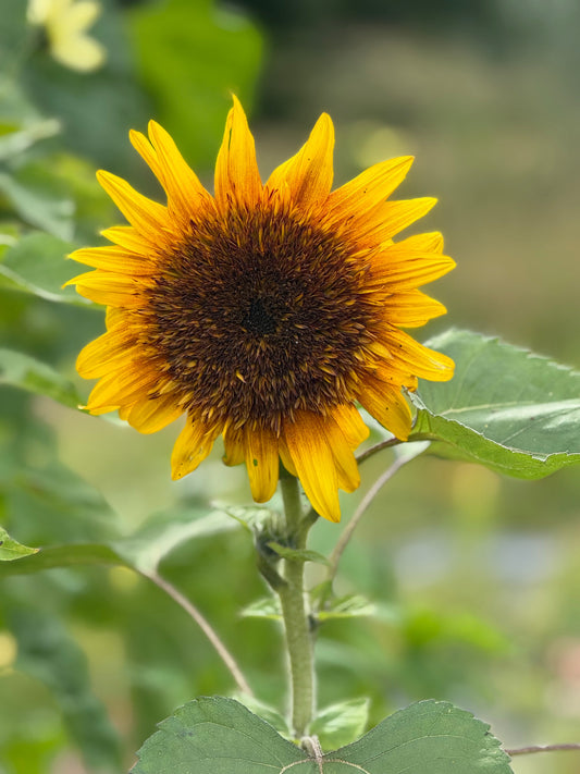 Sunflower Astra Yellow Brown F1 | Helianthus annuus | Multiple blooms on a single stem therapyofflowers.com