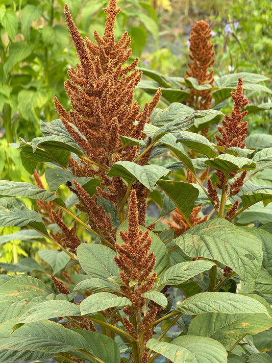 Amaranthus cruentus Hot Biscuits | Yellow-Brown therapyofflowers.com