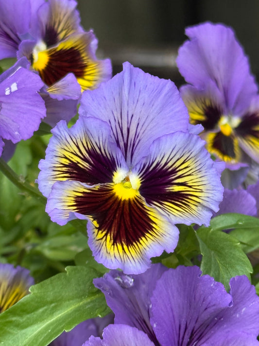Viola x wittrockiana Frizzle Sizzle Yellow Blue Swirl | Pansy therapyofflowers.com