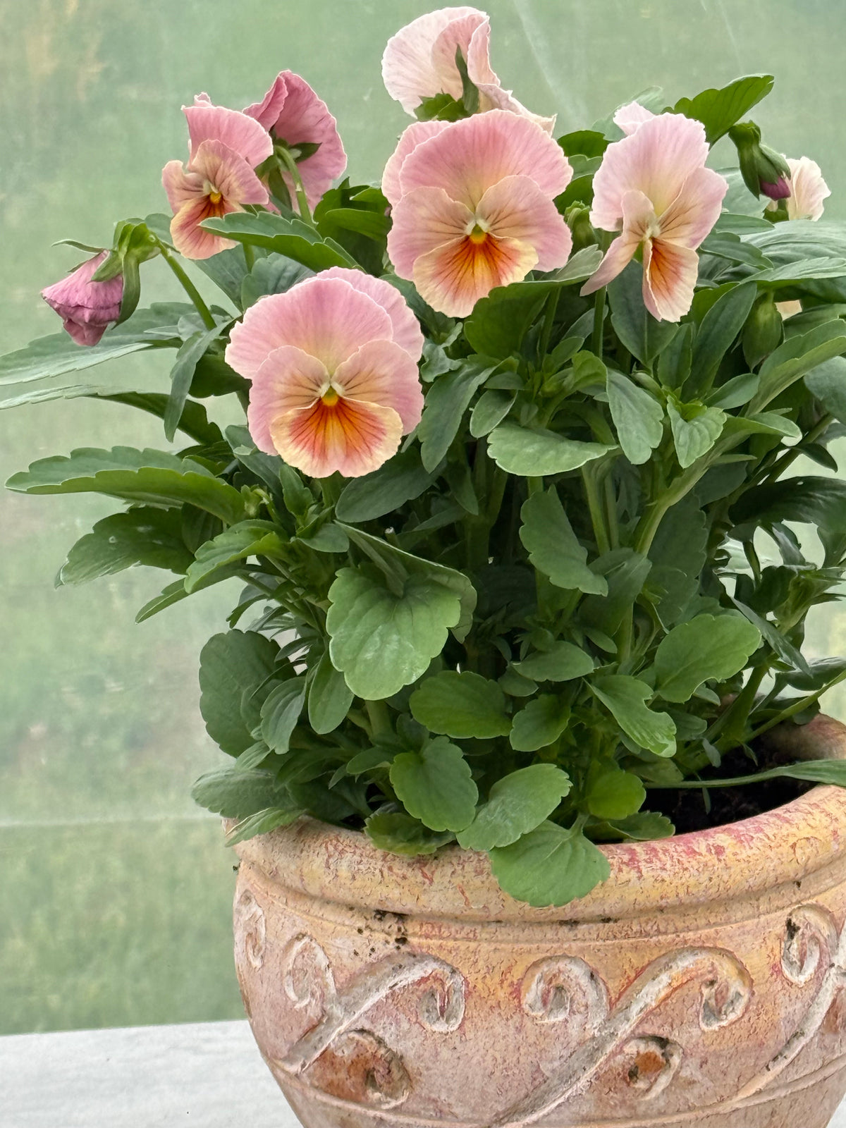 Viola x wittrockiana Inspire® Peach Shades F1 | Pansy therapyofflowers.com