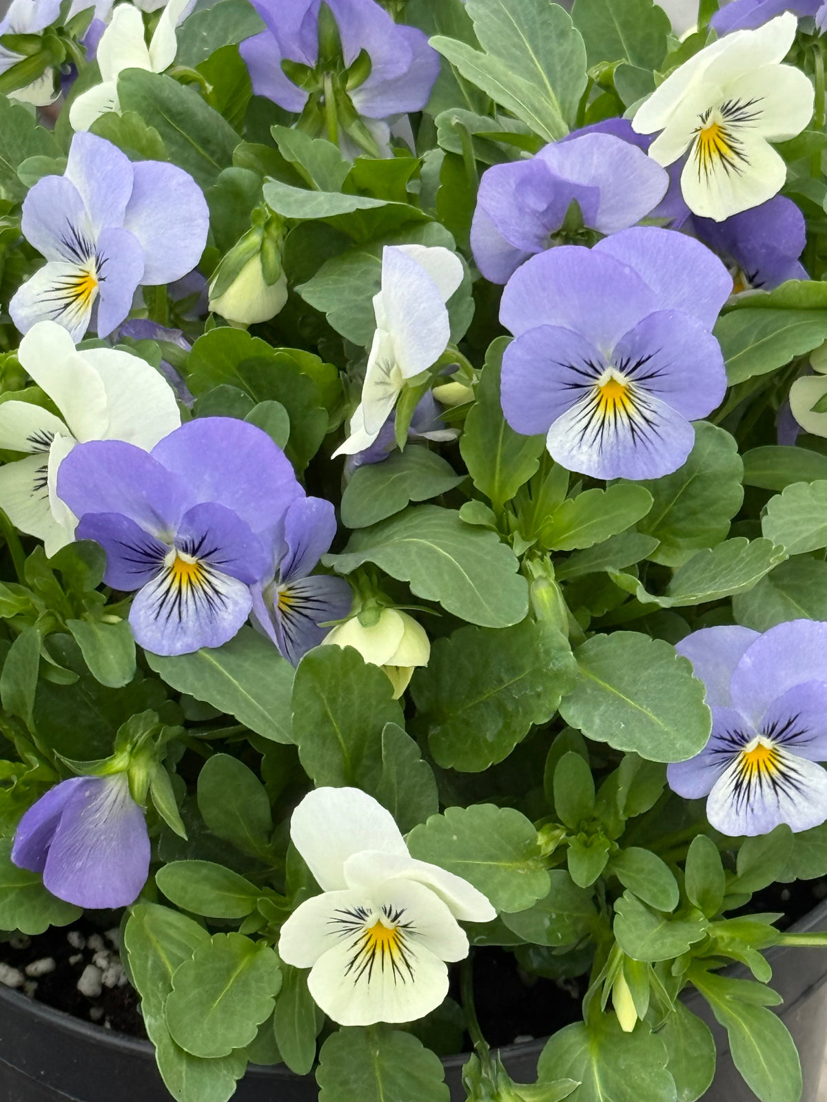 Viola cornuta Sorbet® XP YTT Babyface F1 | Horned Pansy therapyofflowers.com