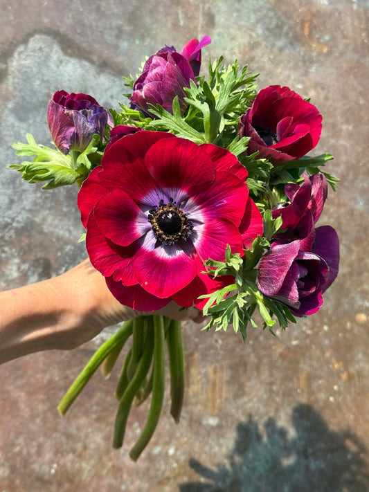 Anemone Mistral Plus® GRAPE | Italian Anemone | Corm size: 4/5 therapyofflowers.com