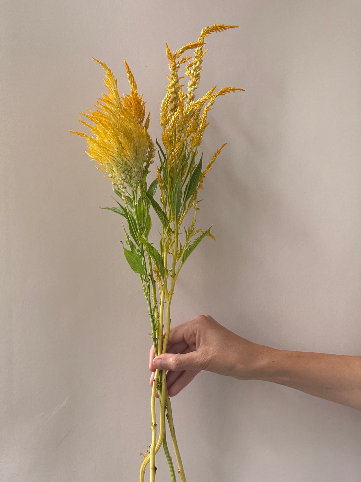 Celosia argentea var. plumosa Golden Plume | Feather Celosia | Tall therapyofflowers.com
