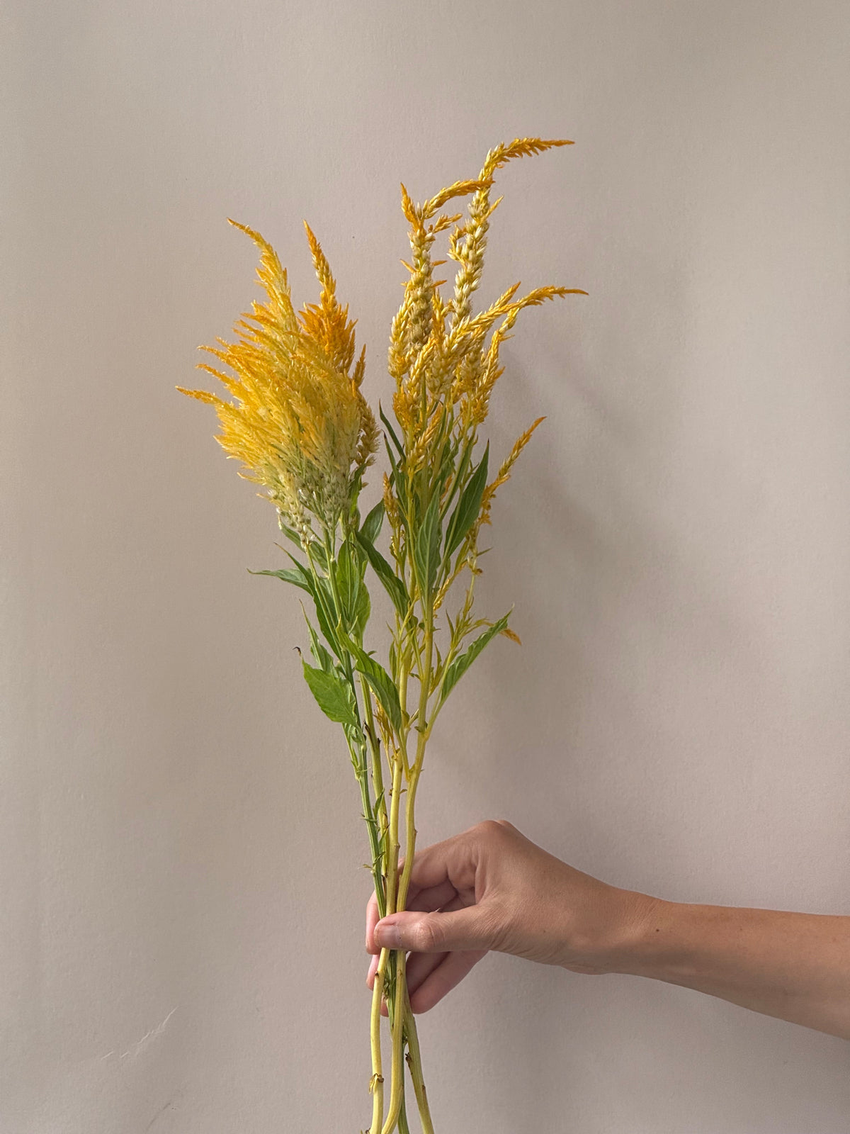 Celosia argentea var. plumosa Golden Plume | Feather Celosia | Tall therapyofflowers.com