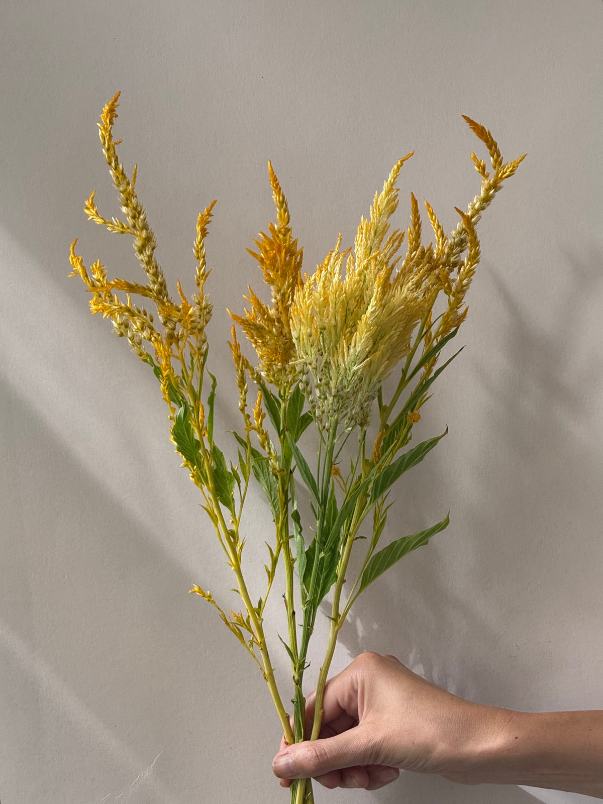Celosia argentea var. plumosa Golden Plume | Feather Celosia | Tall therapyofflowers.com