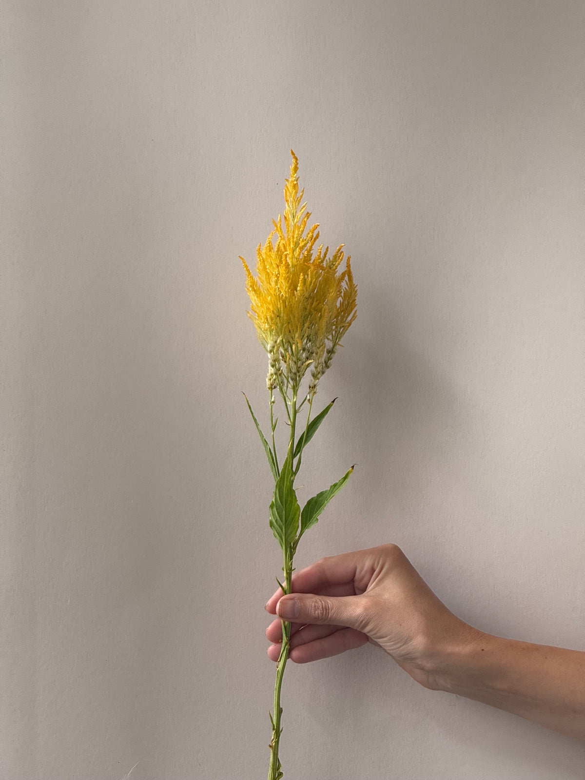 Celosia argentea var. plumosa Golden Plume | Feather Celosia | Tall therapyofflowers.com
