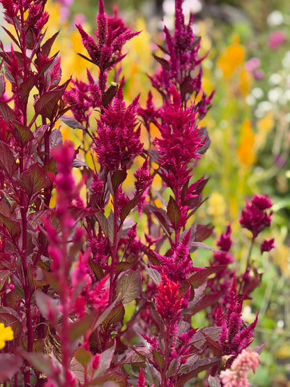 Celosia argentea var. plumosa Forest Fire | Feather Celosia | Tall therapyofflowers.com